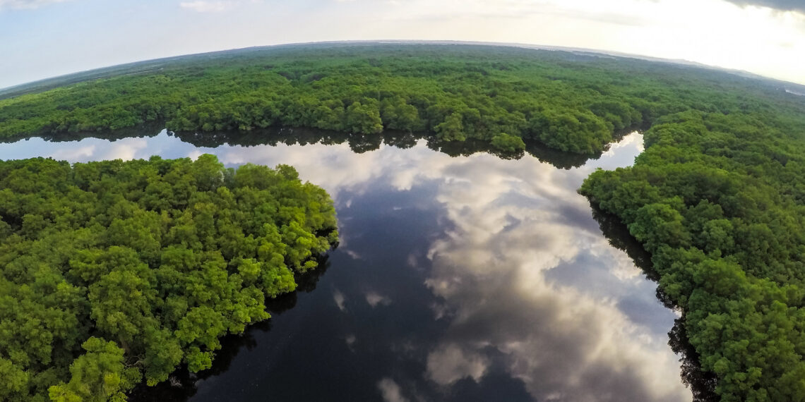 Amazônia, vegetação, árvores