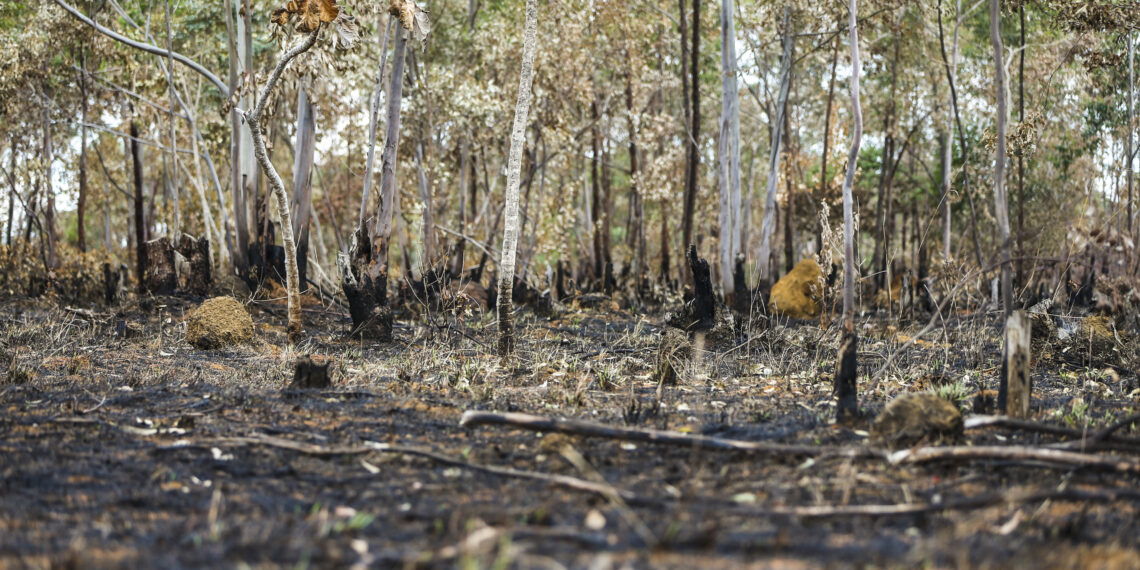 Pela 4ª vez consecutiva, desmatamento no cerrado bate recorde da série histórica