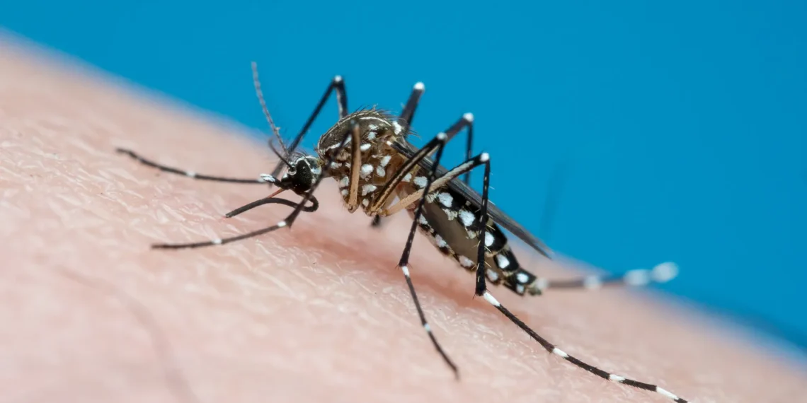 Brasil tem recorde de mortes por dengue em 2023 1