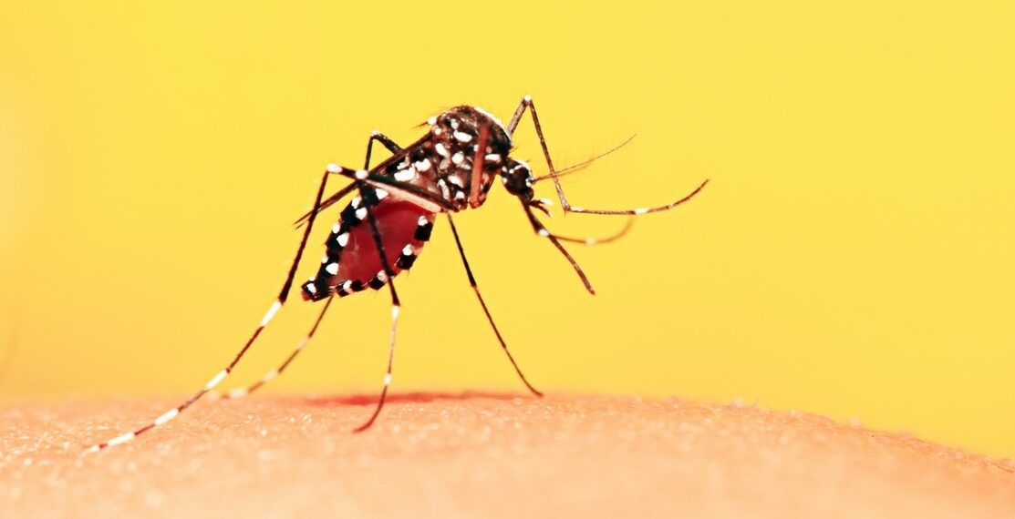 Brasil alcança meio milhão casos de dengue, 4 vezes mais em relação ao início de 2023 1