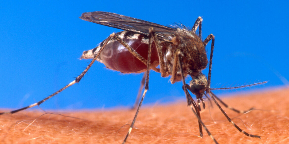 Brasil tem mais de 100 mortes confirmadas por dengue; quase 500 estão sob suspeita 1