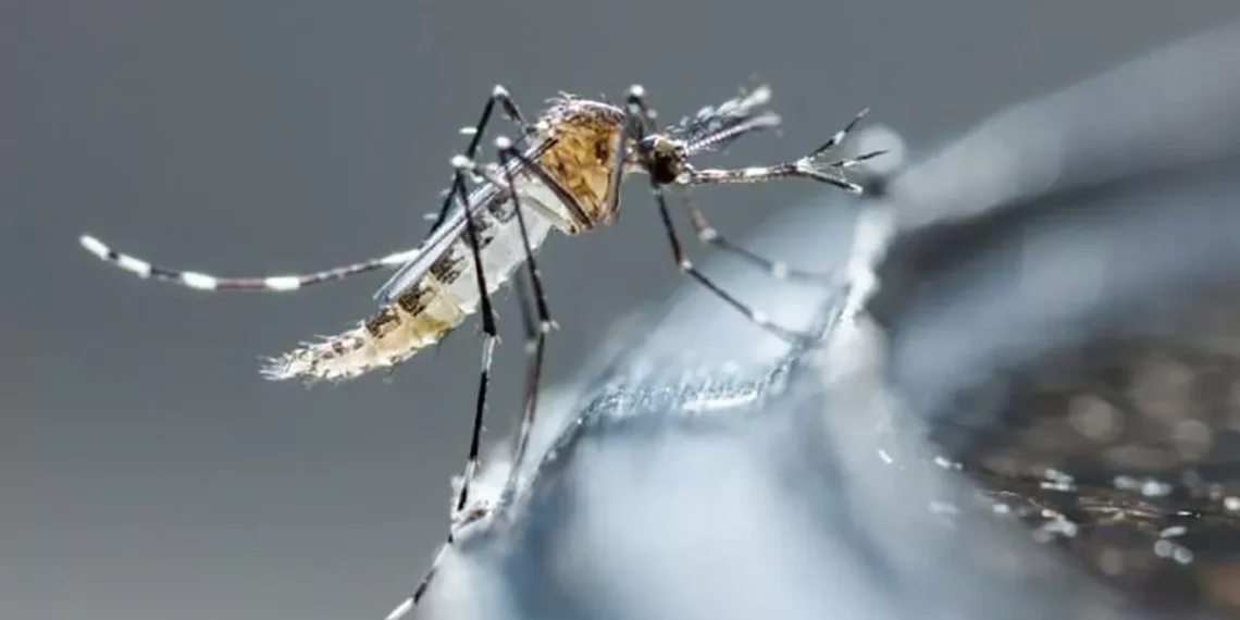 Explosão de casos de dengue no Brasil é assunto na imprensa internacional 1