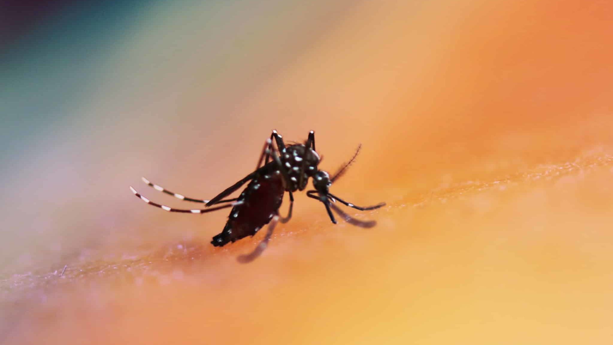 Brasil supera 1,8 milhão de casos de dengue e já vive maior epidemia da história 3