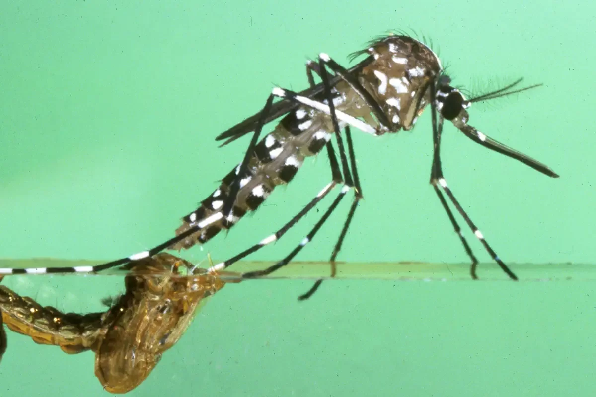 Brasil ultrapassa 1,6 milhão de casos prováveis e confirmados de dengue em 2024 1